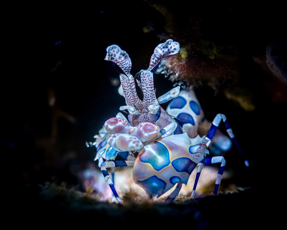 Mark Badiola tweet media