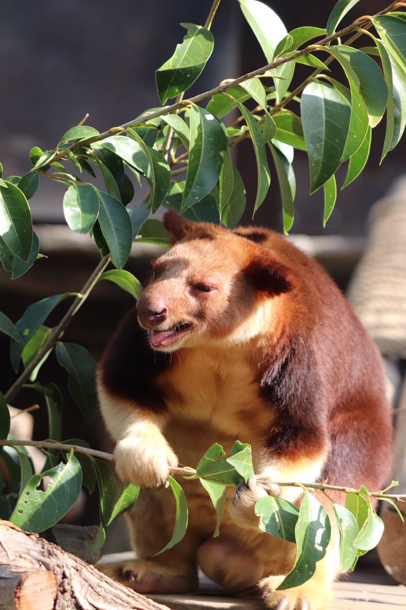 #世界キノボリカンガルーの日 
#ズーラシア
 #セスジキノボリカンガルー
#WorldTreeKangarooDay #TreeKangarooDay