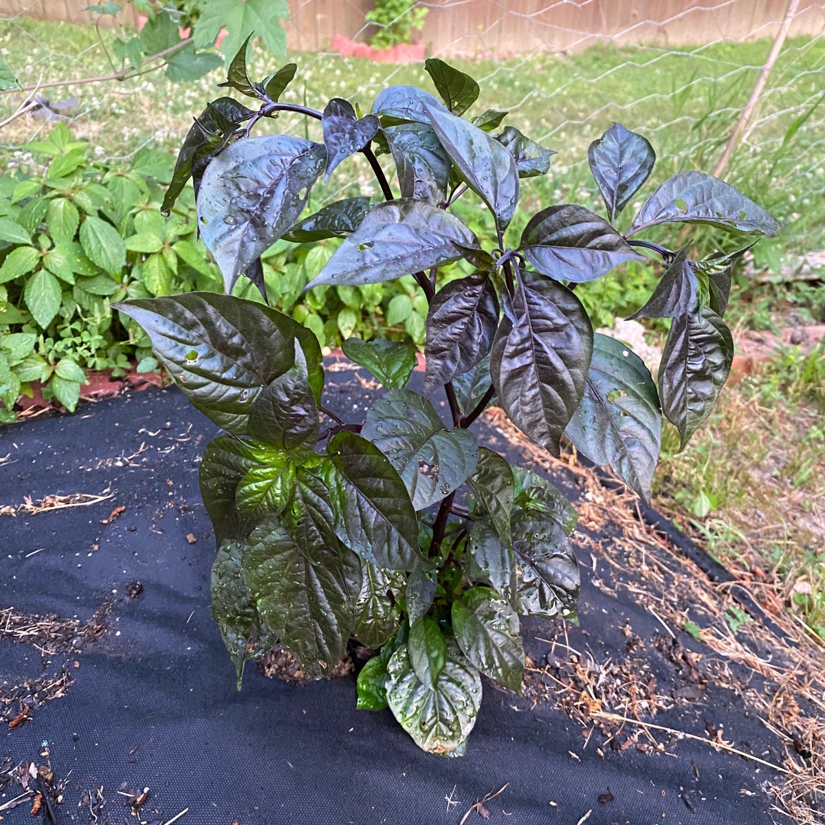 powerfulpep's tweet photo. Pink Tiger Chili. Fruity and 150-300K scoville units make this a chili I’m pretty excited to start using. #powerfulpepperco #chilipepper #spicy #urbangarden #atlanta #smallbusiness #buylocal #shoplocal #upperwestsideatl https://t.co/JDVX7HZT1x