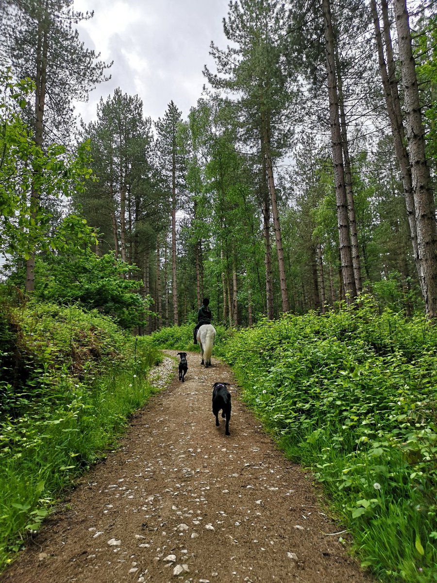 Angel_a_photo's tweet photo. Love lazy walks with no destination
#currentview #walkies #hacks #countryloving https://t.co/vBVsifrPtv