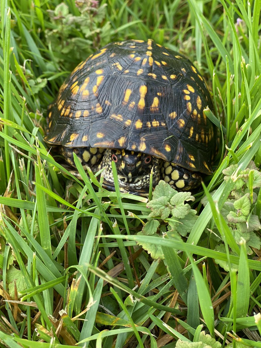 wheresmycastle's tweet photo. Ran into this little one this morning 🐢 
#morningencounters https://t.co/yx8K3ulQ6N