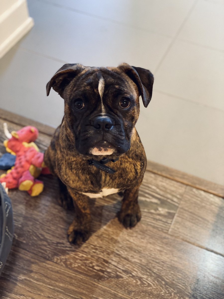 kylahawker02's tweet photo. Please rt &amp; share to spread the word!
MISSING DOG - May 11 in Gatineau QC. Please email findmaslow@gmail.com with ANY information! Please help me get my baby back 😞♥️ https://t.co/bfzWhLbald