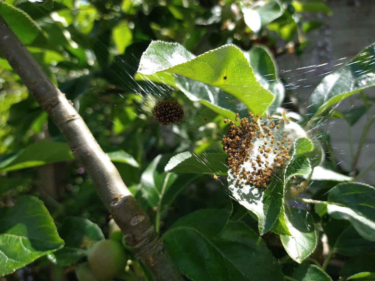 Hello babies! #spidersfromstow