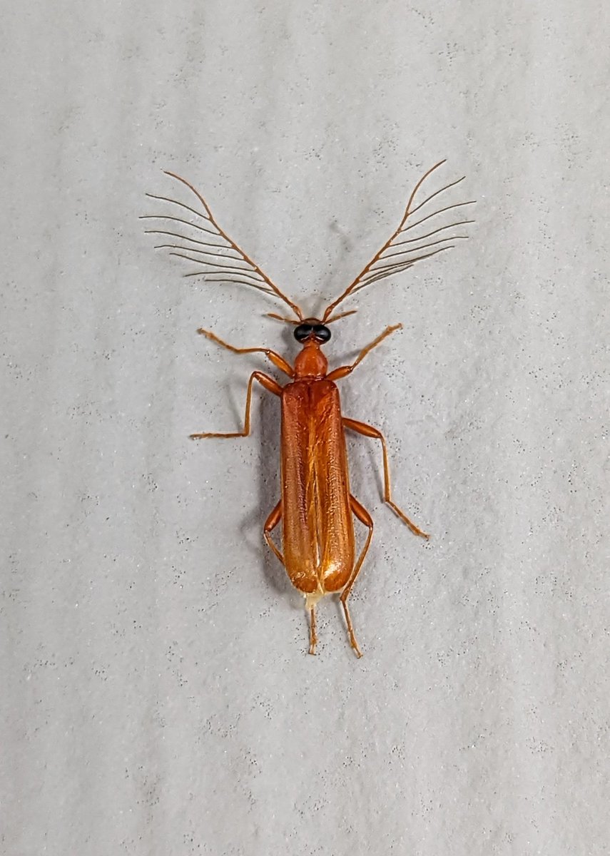 dr_firefly's tweet photo. Just a Dendroides concolor. That's all!
#Pyrochroidae #AmazingBeetles #FireColoredBeetles https://t.co/PsYnyg0Pjj