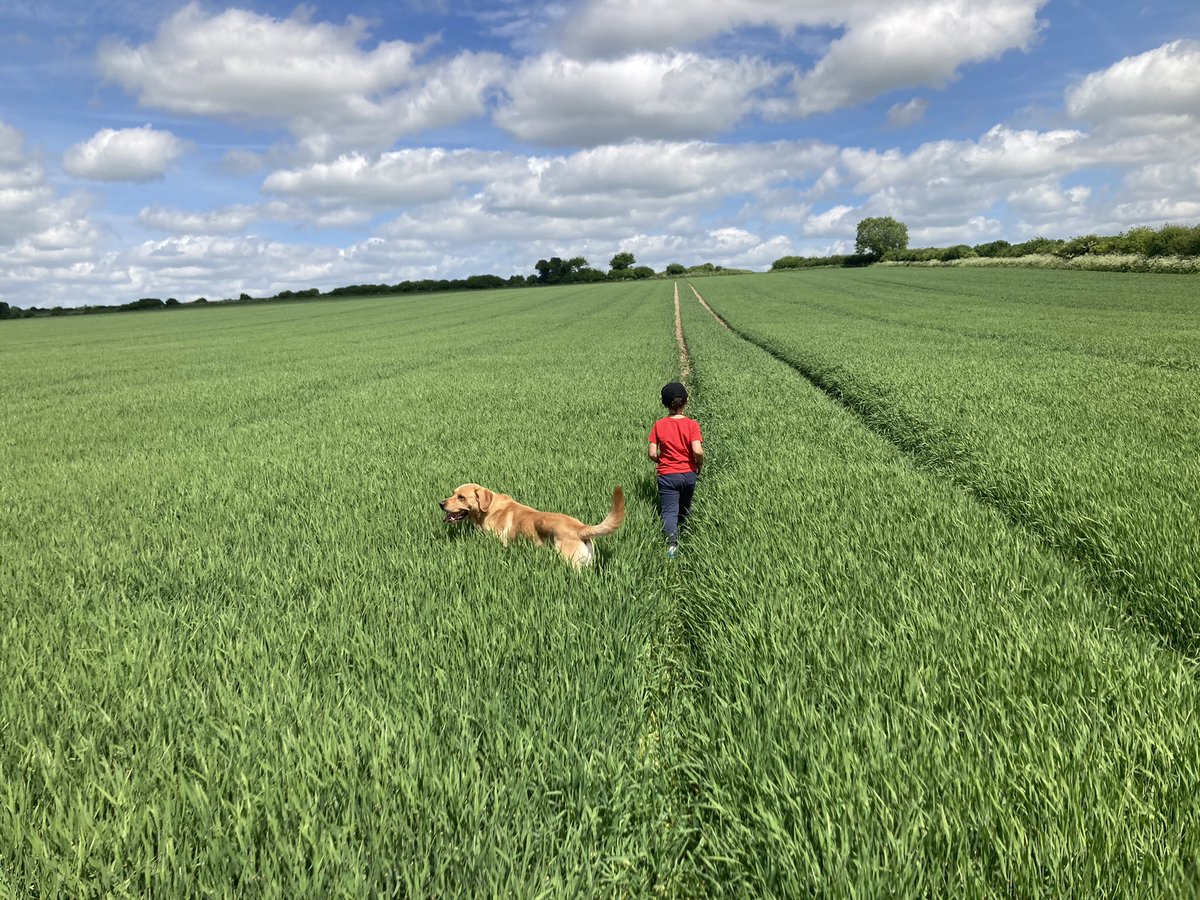 The boys out checking S/barley laureate <a href="/RobinAppelLtd/">Robin Appel Ltd</a> @SkyAgriculture @SyngentaCropsUK