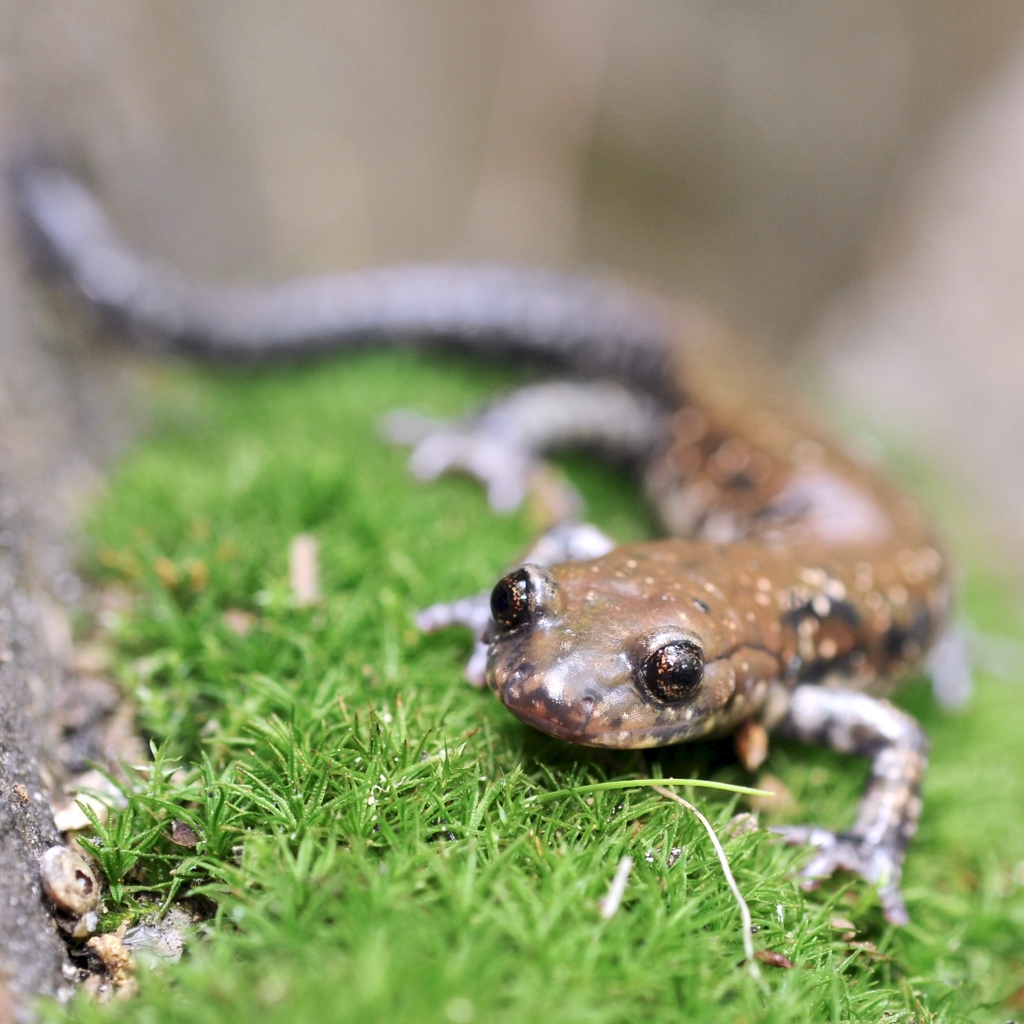 amphibianfound's tweet photo. Here's a smidgen of pigeon to kick off your #SalamanderSaturday!

#pigeonmountainsalamander #pigeonmountain #salamander #Plethodonpetraeus #Plethodon #Plethodontidae #salamanders https://t.co/3s6rCgB4sx