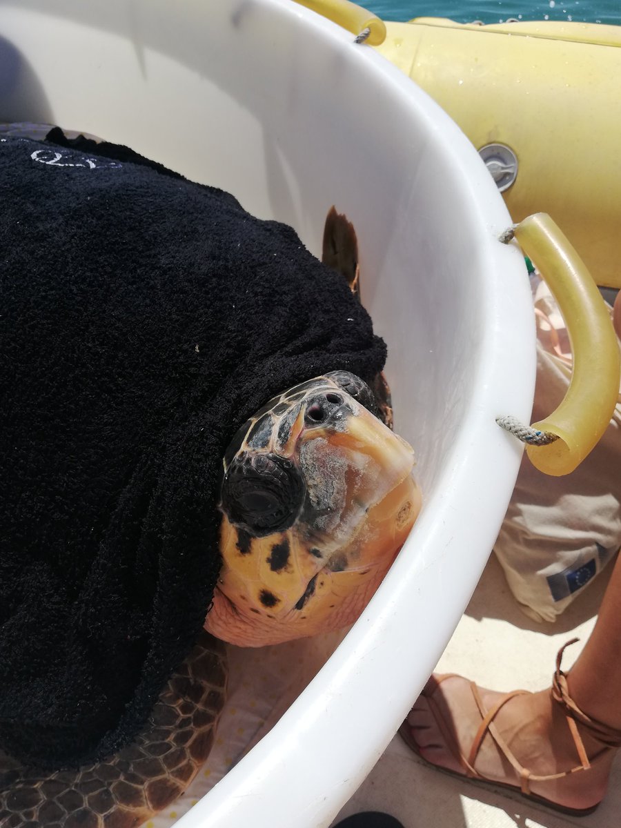 EurOceanCentre's tweet photo. Every action brings change to #ourocean 💧
Today Pongo & #LadyGaga, two of the sea turtles hosted at the rehabilitation centre of #cestha, were released back home 🌊
Follow the amazing work of Cestha Research center! https://t.co/OaDoXMBiKE
#MakeEUBlue #EU4Ocean https://t.co/pnEMiKGL1P