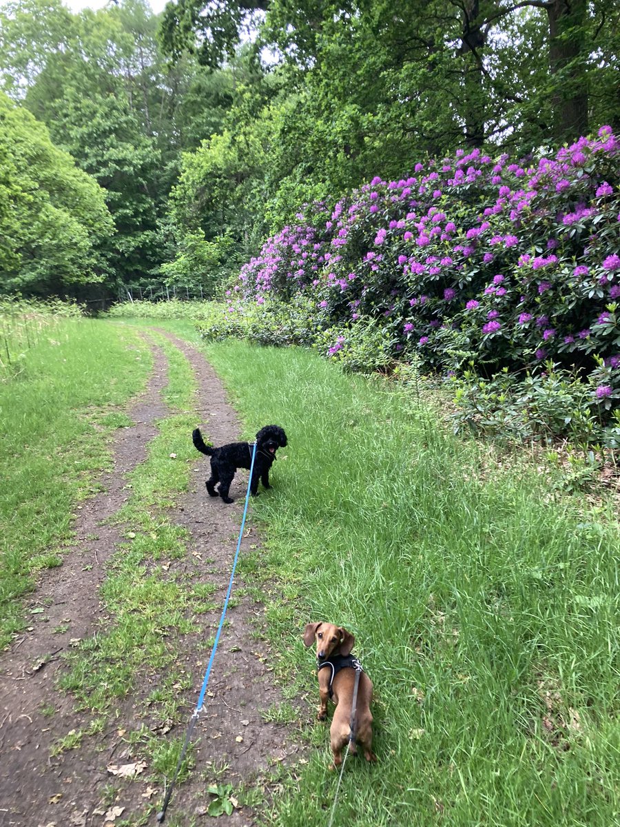 Had a walks with my fwend Bear. He kept eating deer poo! #Dachshund