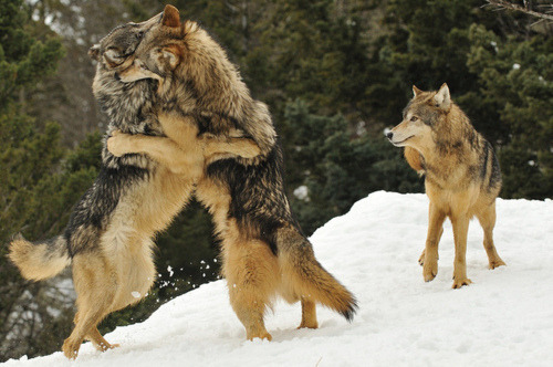 Hourly Wolves tweet media