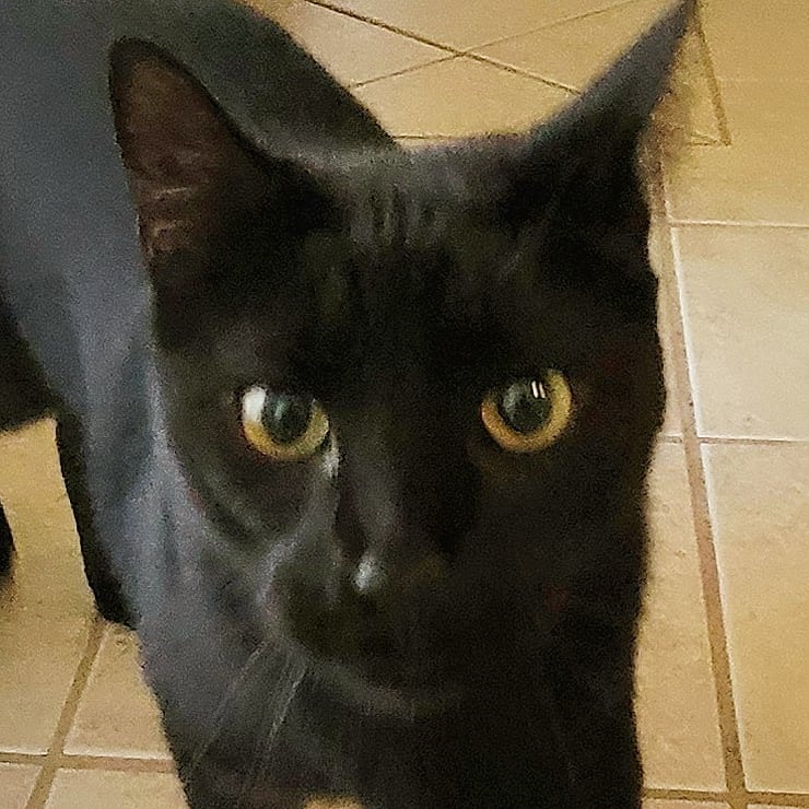 LanceBlizzGamer's tweet photo. Who are you and where are my treats. #JoeyCat #Caturday https://t.co/ZmfmloMg3q
