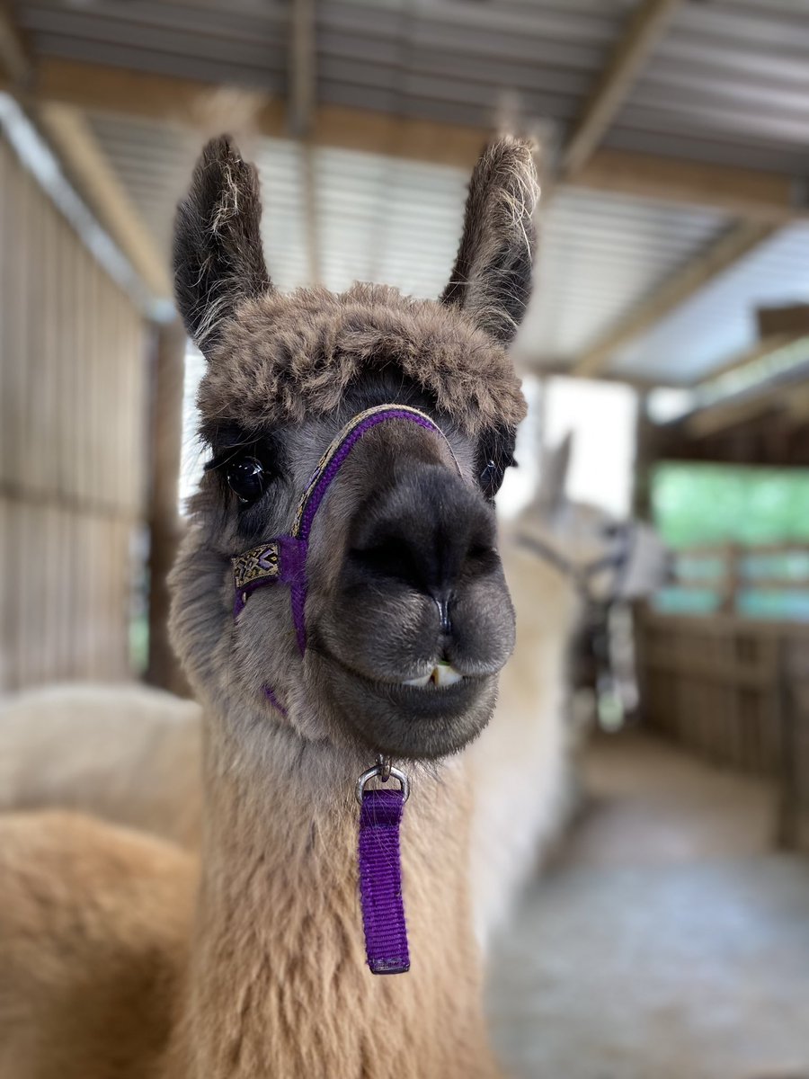 The hair!!!! #Waffle