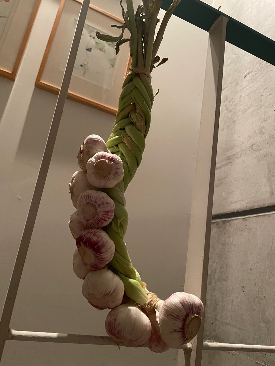 nekobe0422's tweet photo. 母作、ニンニク🧄のブレードとやら。ニンニクを作っている友人に誘われて作って来たらしい😲
何故ここに吊るしているのか、いささか疑問ではあるが、中々可愛いらしい☺️
#garlicbraid #体験 https://t.co/41TAJfuAsJ