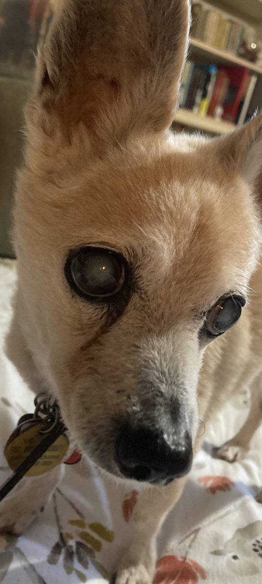 chihushua's tweet photo. Happy #rescuedogday from Scout, who rescues me every day. Love ya babe! https://t.co/QHU2jgg5FT