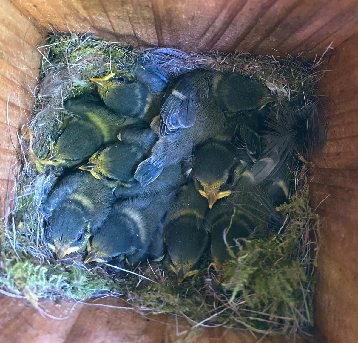 Full house!! <a href="/BBCSpringwatch/">BBC Springwatch</a> #springwatch #catangerllamas