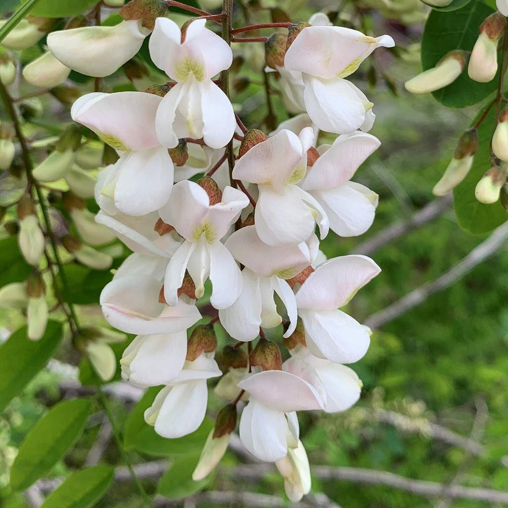 AnecDote0401's tweet photo. #ニセアカシア #ハリエンジュ #針槐 #BlackLocust #LocustTree #Robiniapseudoacacia
ニセアカシアは鈴なりの花房が美しく、強く甘い芳香も漂わせます。各地に植栽された樹々は花蜜も豊富。養蜂の蜜源植物としても有用です。
Click here for more -> https://t.co/7I5HVokzSh https://t.co/sYOTEh42Dh