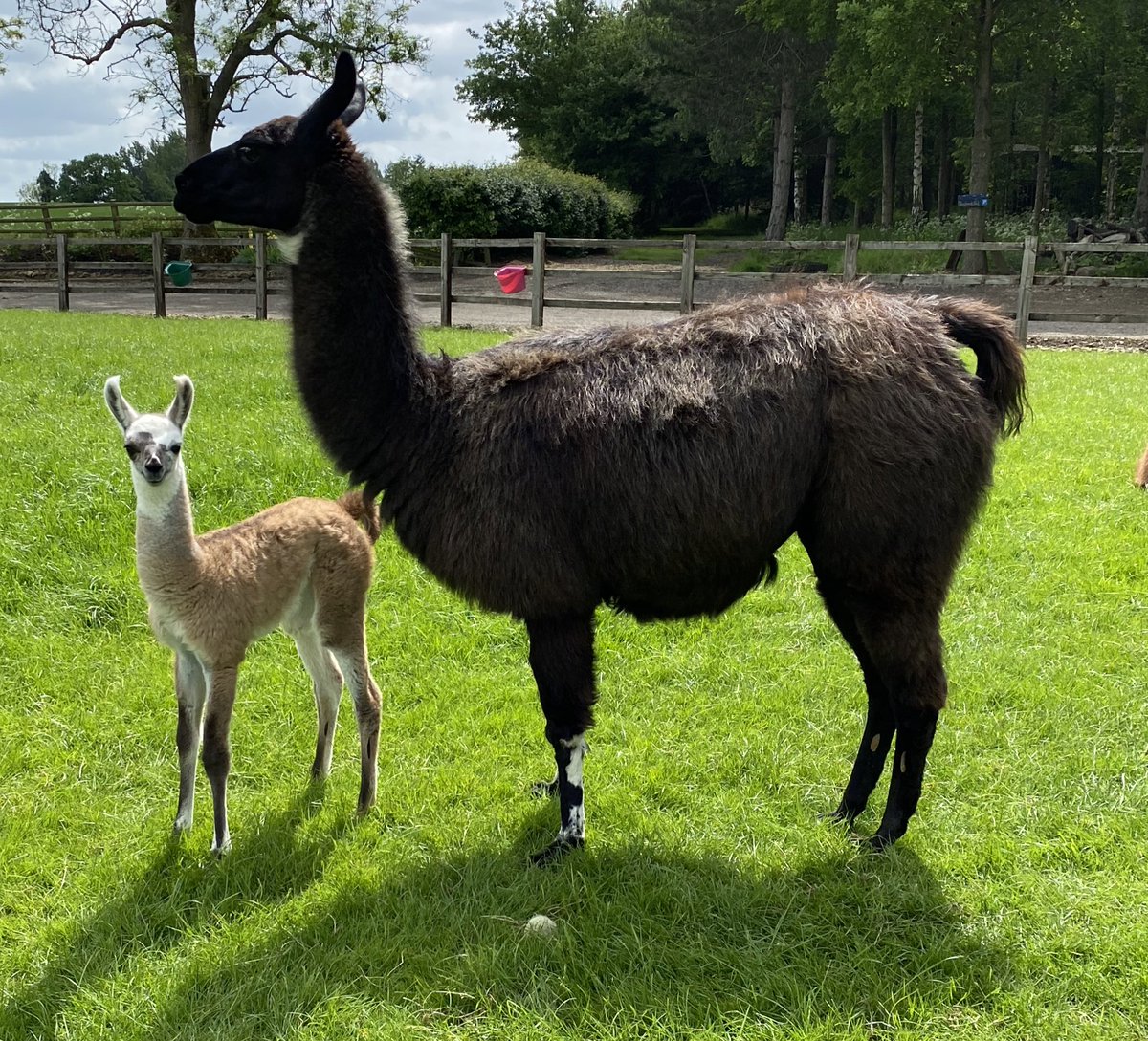 Baby girl Juno with mum Tumi 🥰