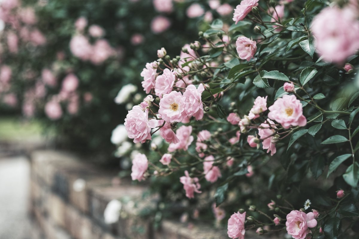 おもち。 (@2n4mvndirgighbw) on Twitter photo 