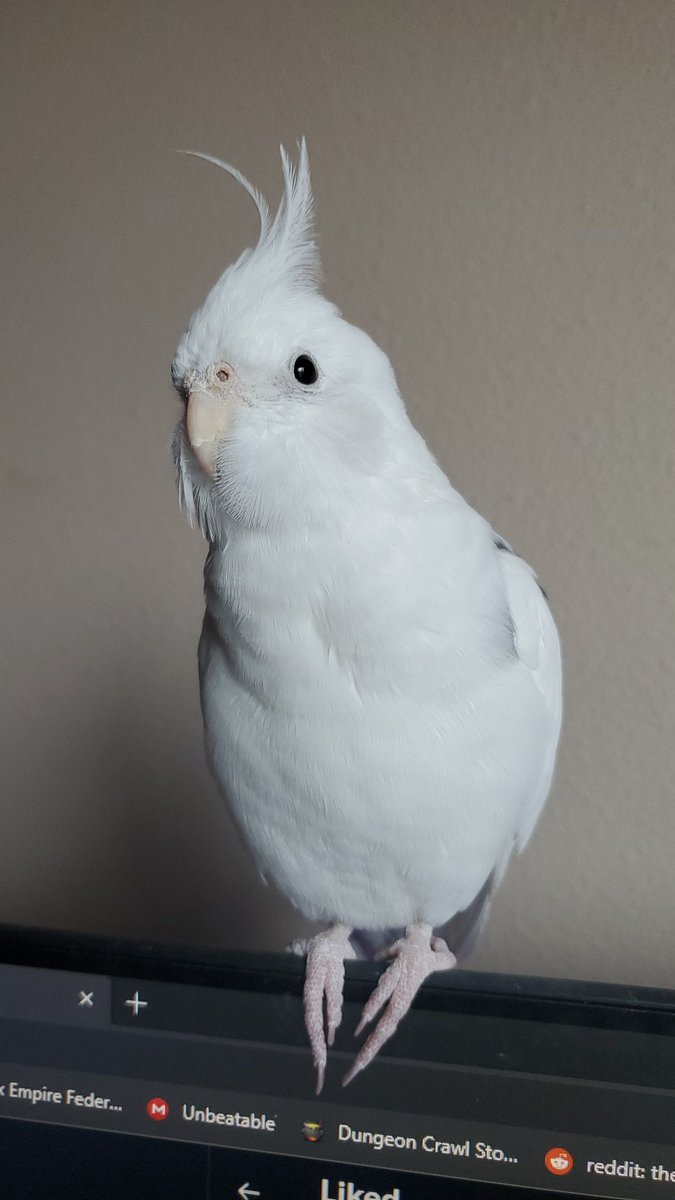 Noba and Carl: Rulers of Mankind tweet media