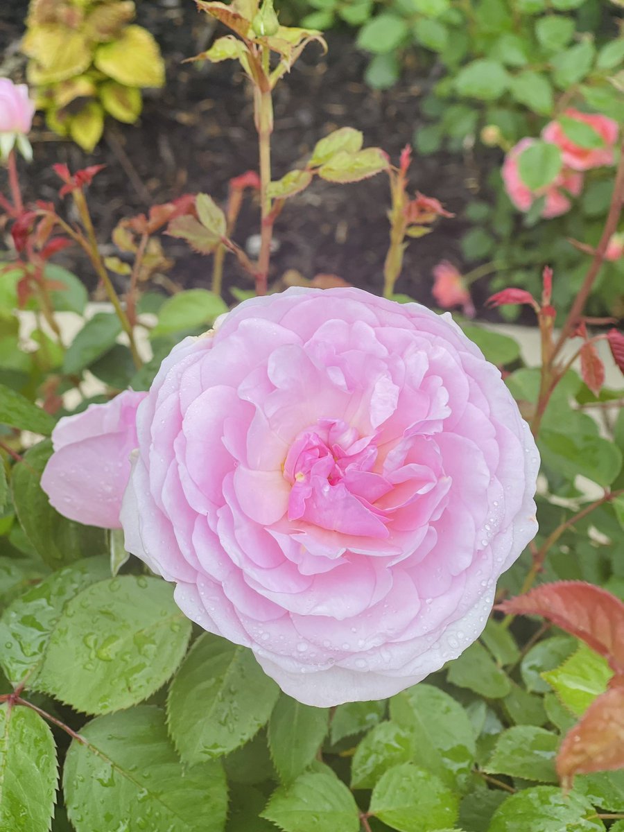 Nothing better than gardening on a Saturday morning.