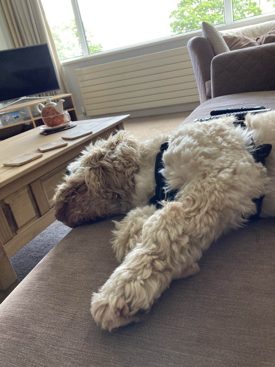 raders75's tweet photo. Meditation it even works on the dogs 🐶😂 https://t.co/VRVOieoFuF
