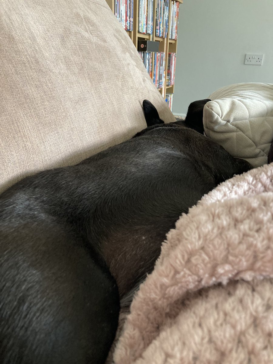 raders75's tweet photo. Meditation it even works on the dogs 🐶😂 https://t.co/VRVOieoFuF