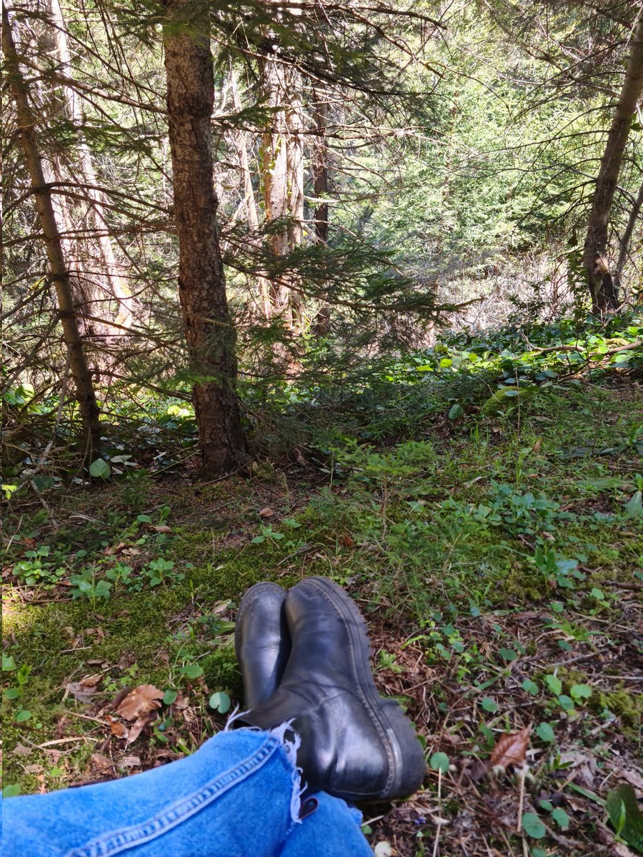 yagmur_6161's tweet photo. Ormanda hayat var 🌲🌲 https://t.co/m4dwwsuj0E