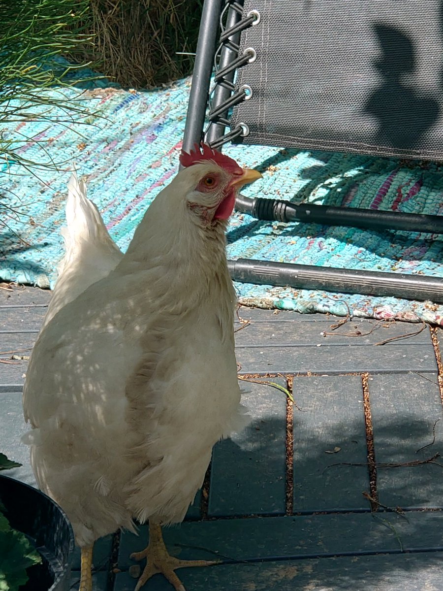 LilouZenith's tweet photo. Bouquiner avec les poules... https://t.co/29XdMmfB3m