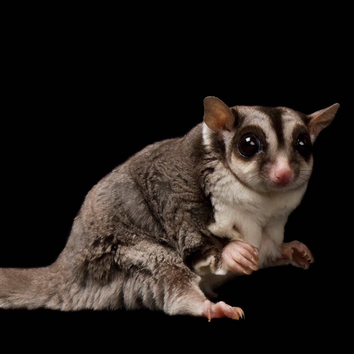liquidlenspod's tweet photo. The sugar glider is a small, omnivorous, arboreal, and nocturnal gliding possum belonging to the marsupial infraclass. The common name refers to its predilection for sugary foods such as sap and nectar and its ability to glide through air
#LearnSomethingNewDaily #Liquid3_6๐ธ https://t.co/w15i8CqXms