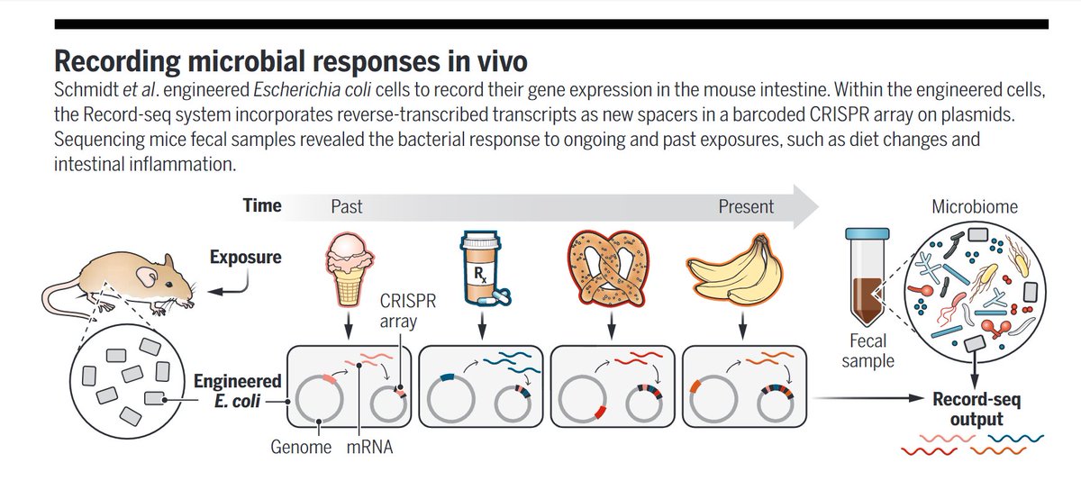 Exciting new microbiome paper by Schmidt et al. introduces a CRISPR-based tool that records bacterial responses (gene expression) to environmental changes in vivo (mice). Check out the <a href="/ScienceMagazine/">Science Magazine</a> Perspective <a href="/segal_eran/">Eran Segal</a> and I wrote on this:
science.org/doi/10.1126/sc…