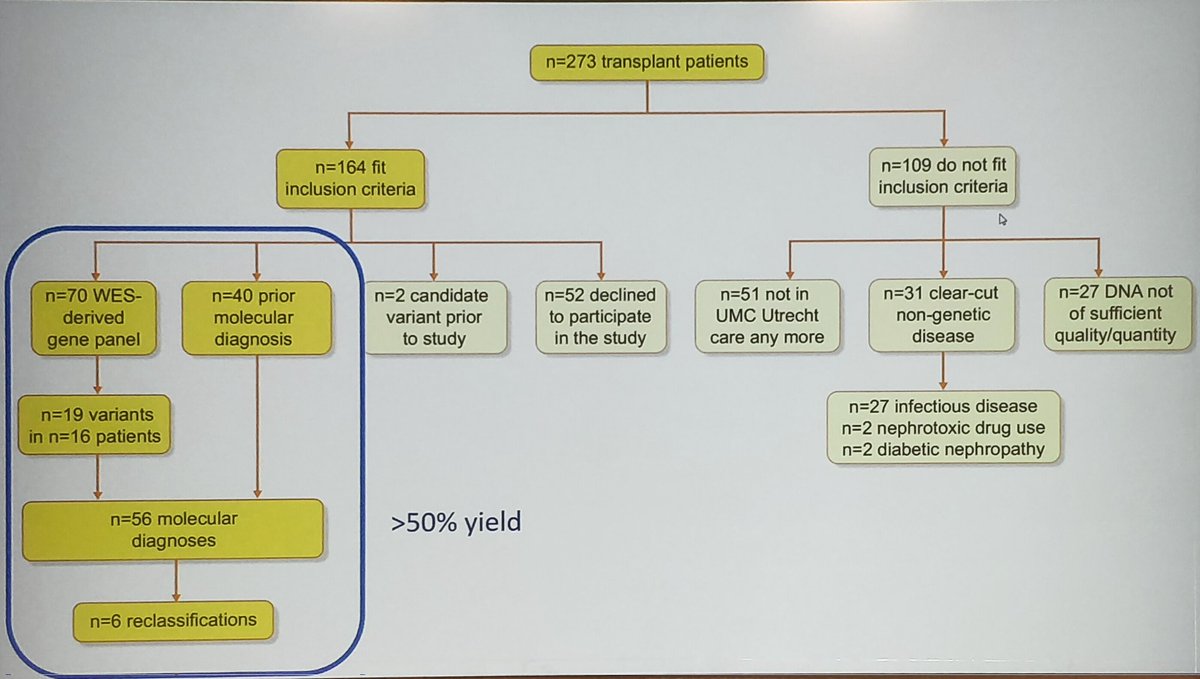 ERAkidney's tweet image. In the general #CKD population the prevalence of genetic disease is between 21% and 51% 😲
#GENera22 #ERA22