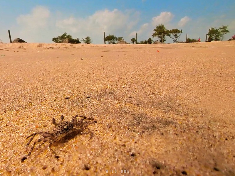 WildOrbOfficial's tweet photo. #SandCrab #MudaliarKuppam Beach #TTDC #BoatHouse 

Please Do Like, Share &amp; Follow
#IndianWildlife #Wildlife #Birds #WildlifePhotography #WildlifePlanet #WildernessCulture #Photography #WildlifePhotographer #WildographyandSafaris #ExploreWildIndia #WildWorld #WildVisuals #WildOne https://t.co/CJwEtOIhep