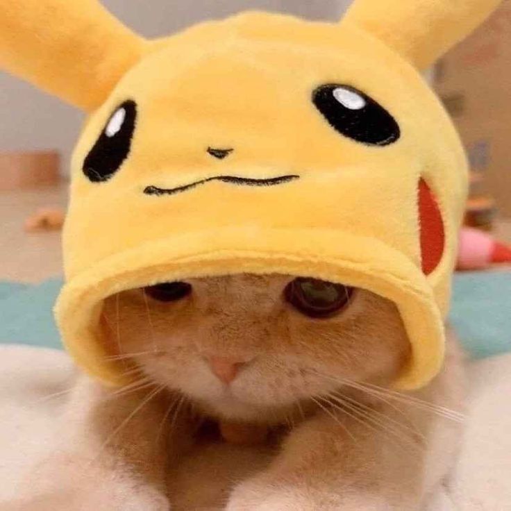 stayc as cats (@catstayc) on Twitter photo 