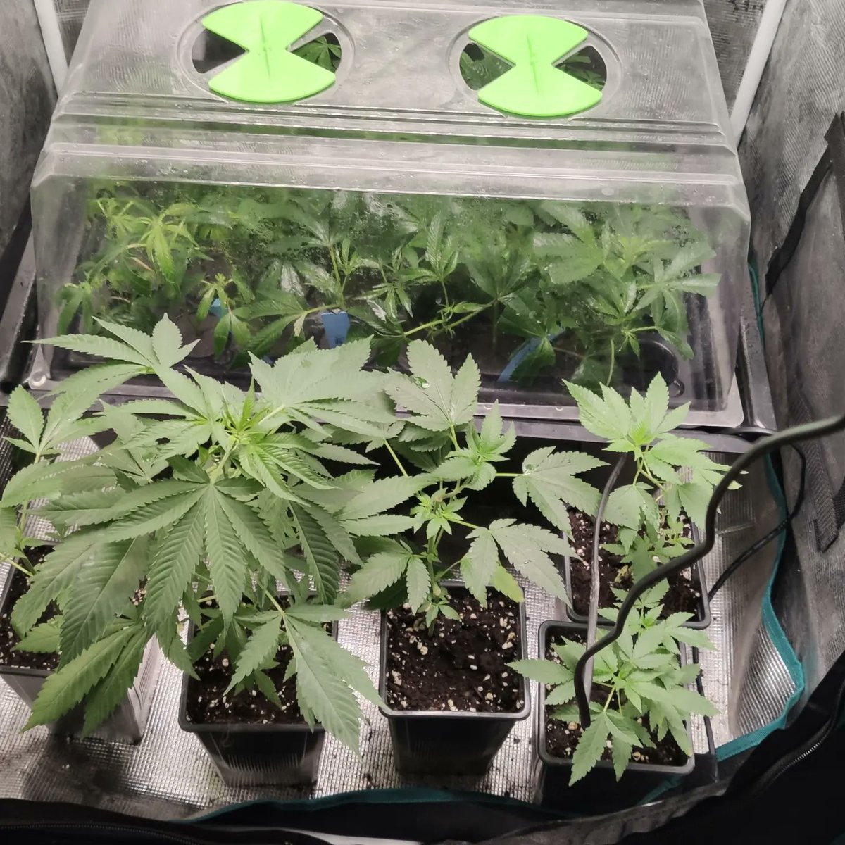 greensouls tweet media