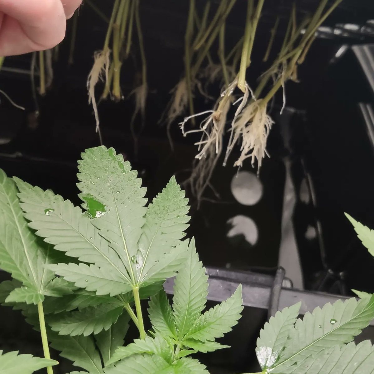 greensouls tweet media