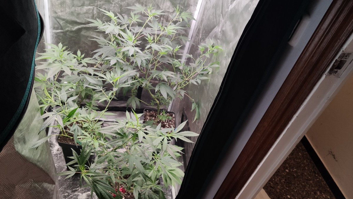 greensouls tweet media