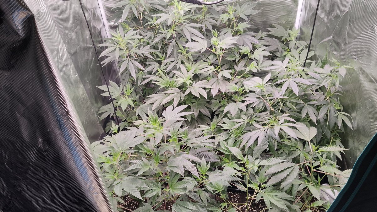 greensouls tweet media