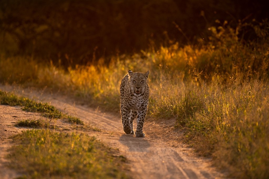 AfricaLaugh's tweet photo. Cats Cats #CatsDiaries #AfricaCats #AdventurePics #NaturePhotography #Wild https://t.co/H0iRTiMaML