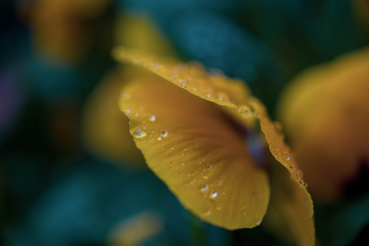 nariphot15's tweet photo. #ファインダー越しの私の世界

水滴 https://t.co/z5Vblwvhru