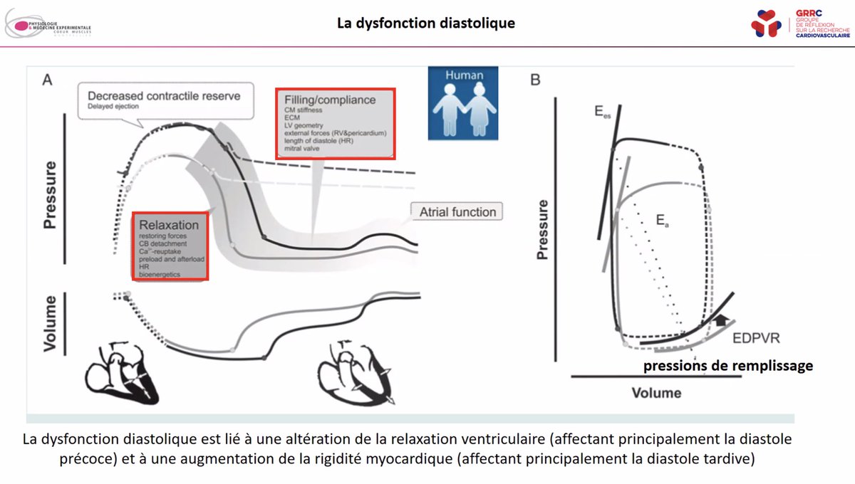 CCF_cardio's tweet photo. #WECCFGRRC La place du modèle théorique vers le modèle animal. « L’ATP est responsable de la relaxation et sa lyse responsable de la contraction » @JeremyFauconni1 https://t.co/GPNnuOn2DA