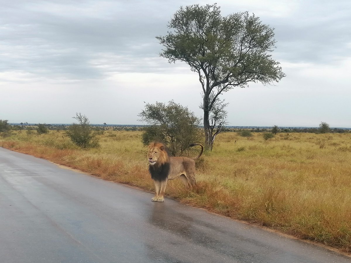 liandi07's tweet photo. @LatestKruger 
12:00pm
1 male lion 
Walking on the road
Went into grass 
"Calling (Roaring) looking for more Lions" 
4km N of Satara https://t.co/uh3C9FOyF9
