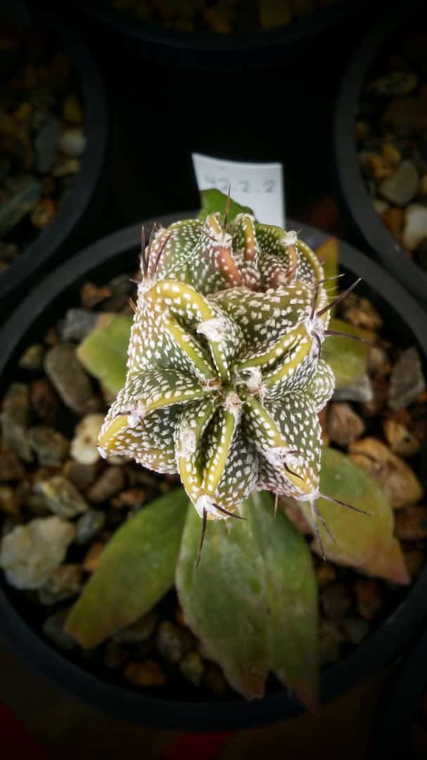 PlanC2021's tweet photo. Astrophytum colección #PlanC #cactus #variegado https://t.co/7ujOE8XDmX