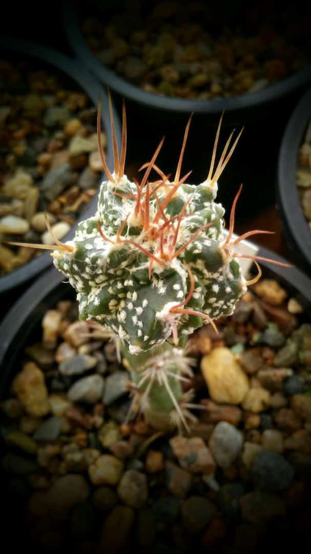 PlanC2021's tweet photo. Astrophytum colección #PlanC #cactus #variegado https://t.co/7ujOE8XDmX