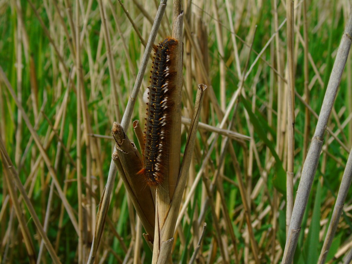 OareMarshes's tweet photo. #Stodmarsh today...from Grove end.
Pretty quiet bird wise...but plenty of #insects....my 1st #PaintedLady of the year, a large #DrinkerMoth? caterpillar. A few other moths spotted? Also #CommonBlues #RedAmirmal #SpeckledWood.
#Bittern heard boomin'. A nice few hrs. https://t.co/RcV4f77yKs