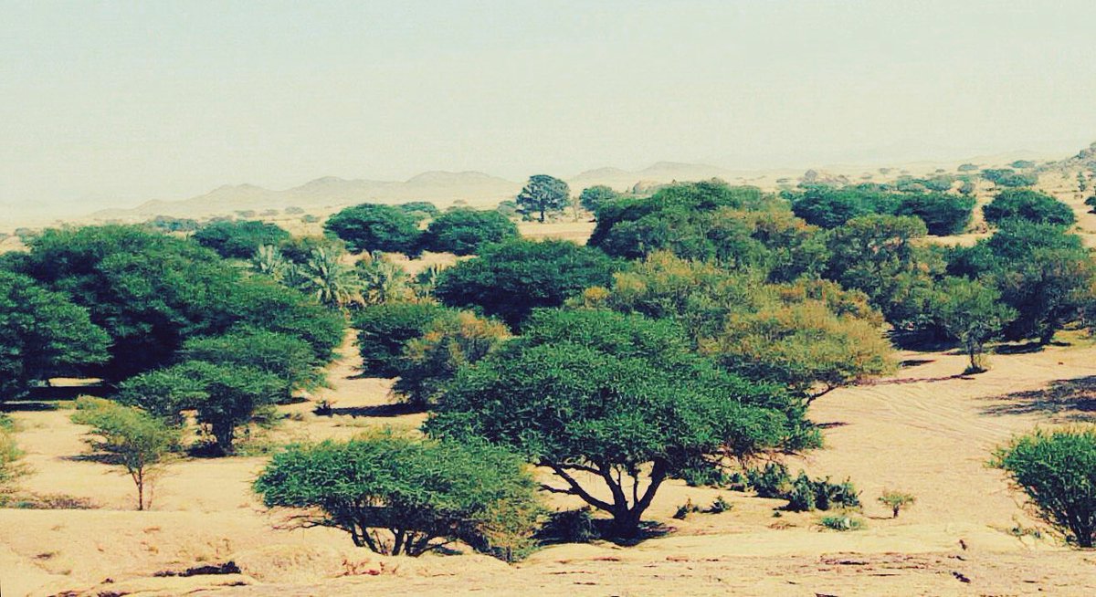 صالح الجليفي tweet media