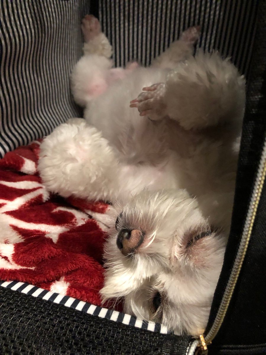 _chiaotzu's tweet photo. 寛ぎ方がおやじ感ある
#マルチーズ #ポメラニアン #犬好きさんと繋がりたい #犬のいる幸せ #マルポメ #ポメマル #ミックス犬 #犬のいる暮らし #犬バカ部 #ちゃおず https://t.co/b7fnwsWaPA