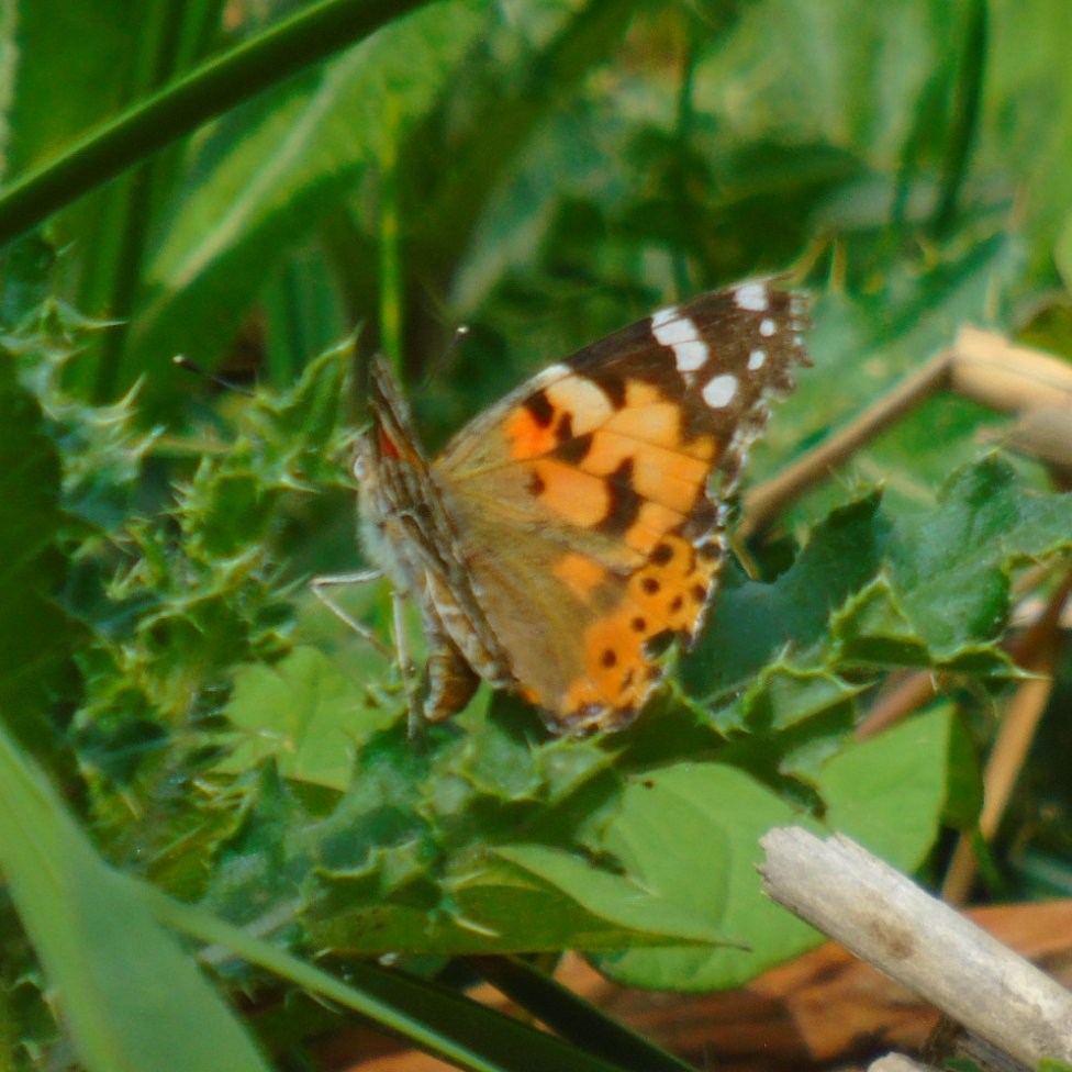 OareMarshes's tweet photo. #Stodmarsh today...from Grove end.
Pretty quiet bird wise...but plenty of #insects....my 1st #PaintedLady of the year, a large #DrinkerMoth? caterpillar. A few other moths spotted? Also #CommonBlues #RedAmirmal #SpeckledWood.
#Bittern heard boomin'. A nice few hrs. https://t.co/RcV4f77yKs