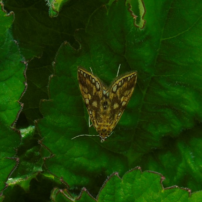 OareMarshes's tweet photo. #Stodmarsh today...from Grove end.
Pretty quiet bird wise...but plenty of #insects....my 1st #PaintedLady of the year, a large #DrinkerMoth? caterpillar. A few other moths spotted? Also #CommonBlues #RedAmirmal #SpeckledWood.
#Bittern heard boomin'. A nice few hrs. https://t.co/RcV4f77yKs
