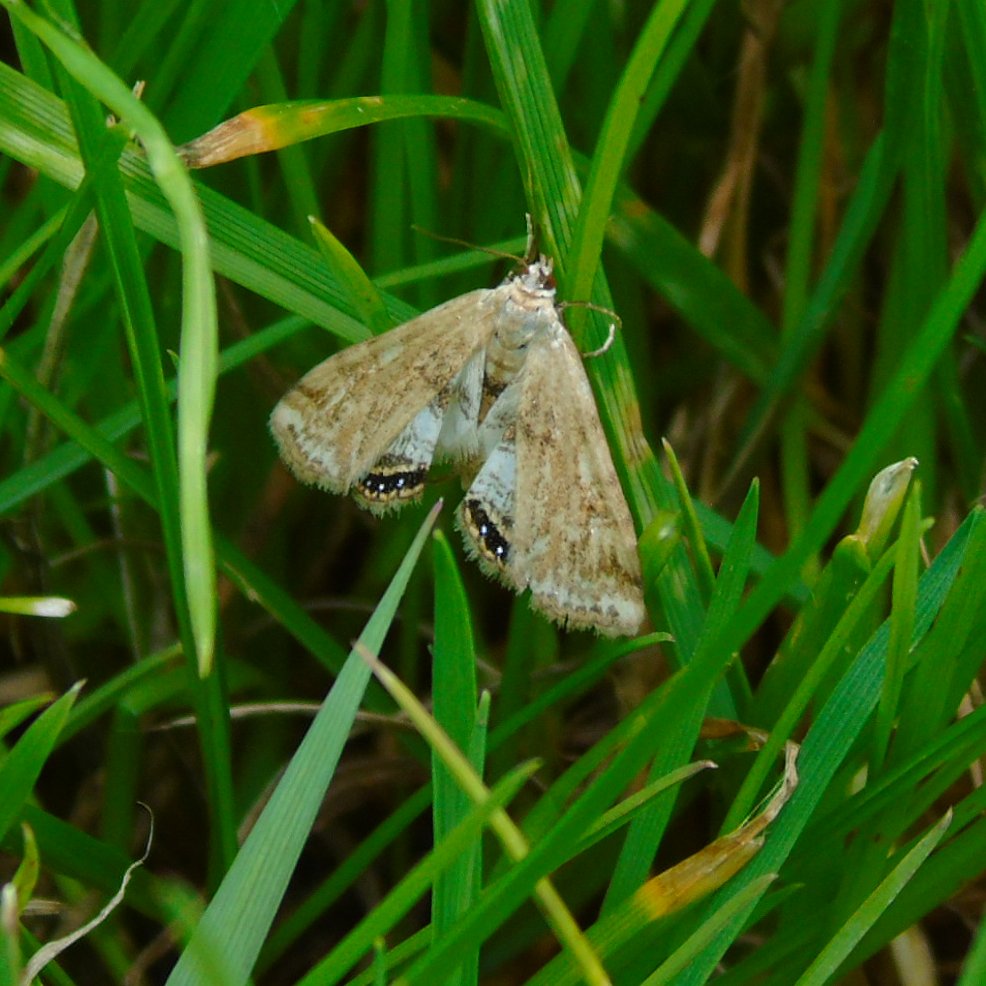 OareMarshes's tweet photo. #Stodmarsh today...from Grove end.
Pretty quiet bird wise...but plenty of #insects....my 1st #PaintedLady of the year, a large #DrinkerMoth? caterpillar. A few other moths spotted? Also #CommonBlues #RedAmirmal #SpeckledWood.
#Bittern heard boomin'. A nice few hrs. https://t.co/RcV4f77yKs