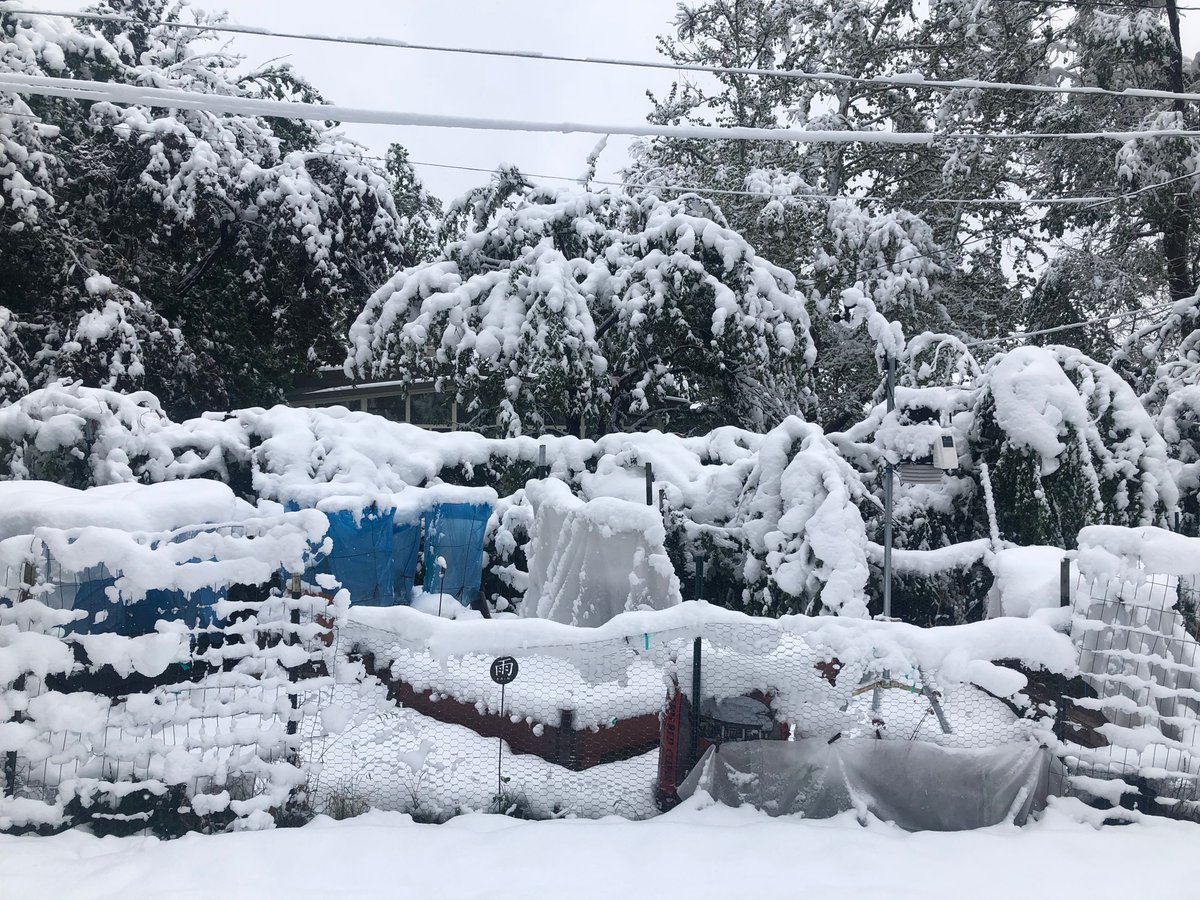 mattkelsch's tweet image. Boulder climate station storm total 7AM, 8.3” snow, 1.20” liquid #boulderwx #cowx