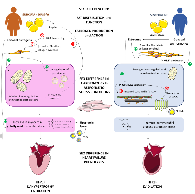 European Society of Cardiology Journals (@esc_journals) on Twitter photo Differences in inflammatory and metabolic pathways may contribute to sex differences in clinical phenotype observed in #HF, and provide useful insights towards development of tailored HF therapies onlinelibrary.wiley.com/doi/10.1002/ej…
Presented at #HeartFailure2022
<a href="/MarcoMetra/">Marco Metra</a> <a href="/kevin_damman/">Kevin Damman</a> Differences in inflammatory and metabolic pathways may contribute to sex differences in clinical phenotype observed in #HF, and provide useful insights towards development of tailored HF therapies onlinelibrary.wiley.com/doi/10.1002/ej…
Presented at #HeartFailure2022
<a href="/MarcoMetra/">Marco Metra</a> <a href="/kevin_damman/">Kevin Damman</a>